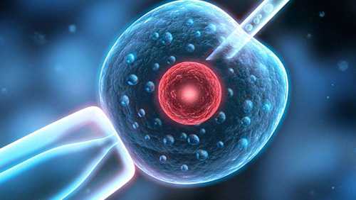 木兰县借卵试管的费用_试管婴儿5细胞的胚胎成功率有多少